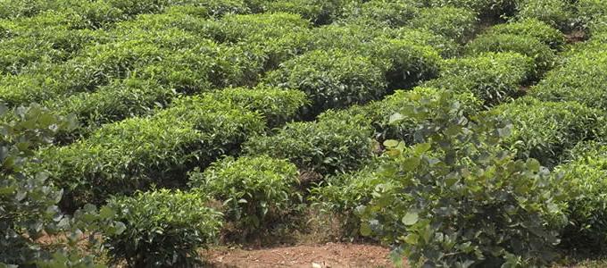 Tea Growing